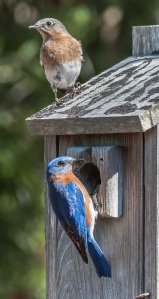 Eastern Bluebirds - Charley Moore