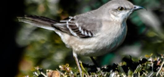 Copy of Bird of the Week … Northern Mockingbird