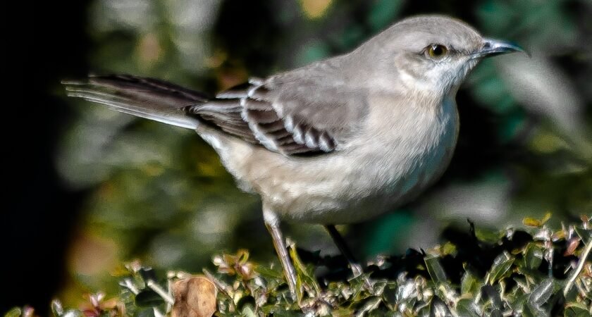 Copy of Bird of the Week … Northern Mockingbird