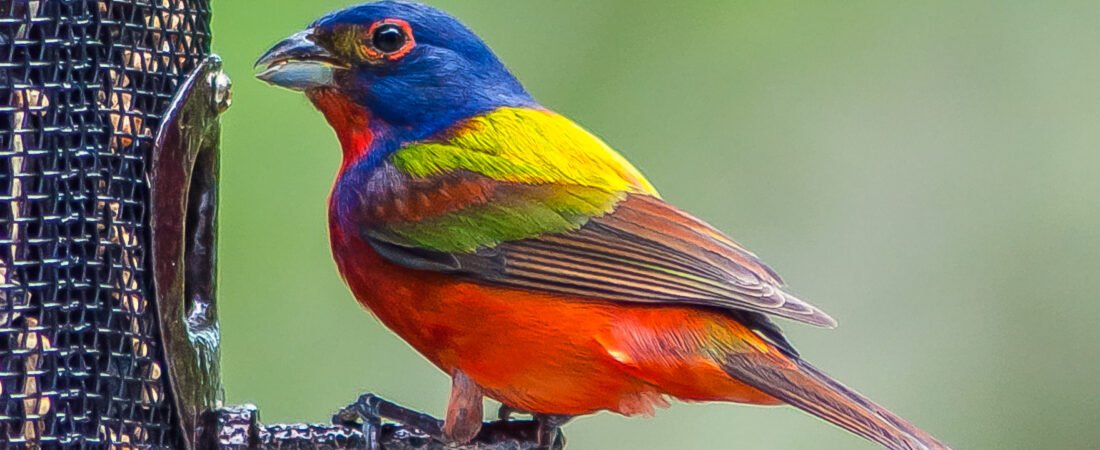 Ask SIB: What is this Painted Bunting doing?