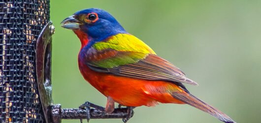 Ask SIB: What is this Painted Bunting doing?
