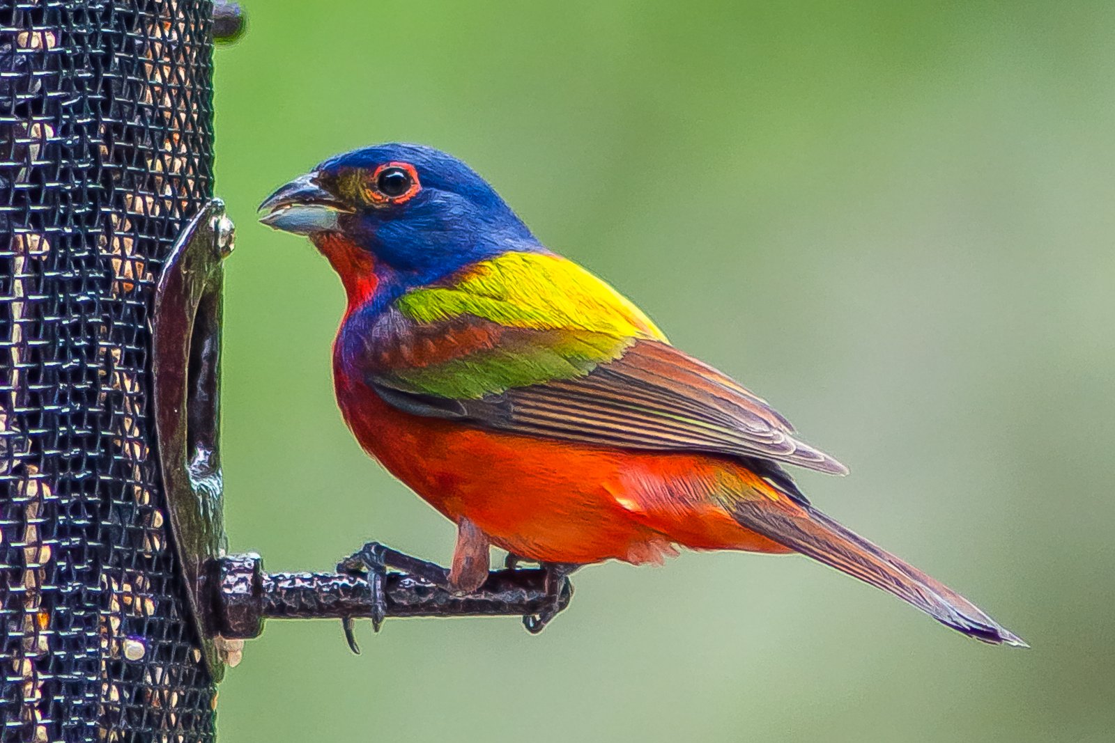 Ask SIB: What is this Painted Bunting doing?