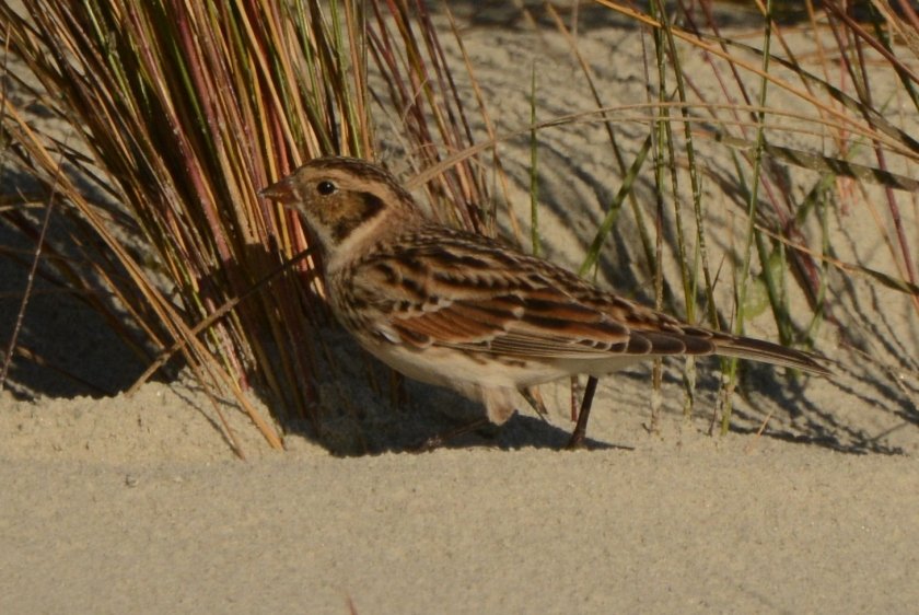 North Beach - Lapland Longspur is a very rare sighting on our beach - Ed Konrad