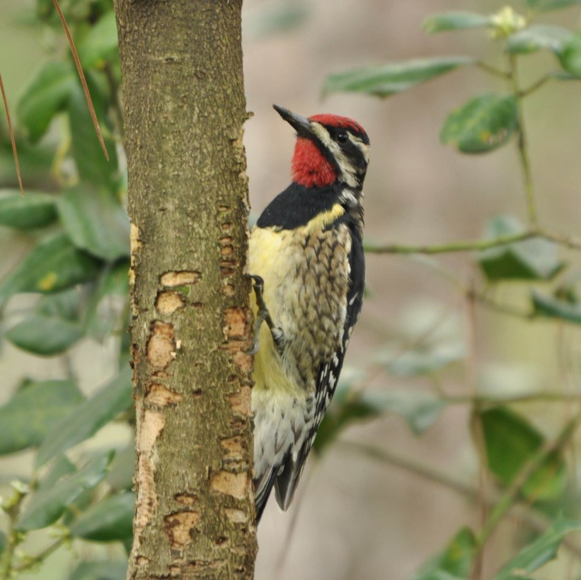 20-yellow-bellied-sapsucker