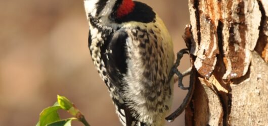 Winter “snowbirds” arrive with Winter