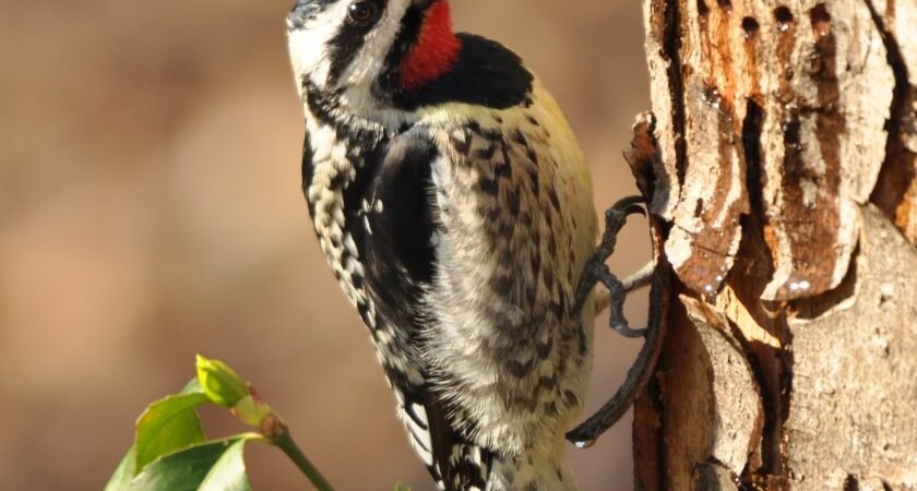 Winter “snowbirds” arrive with Winter