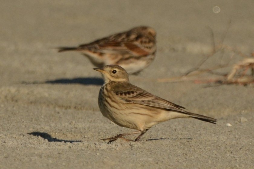 North Beach - American Pipit with Lapland Longspur - Ed Konrad