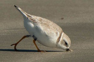 3 Piping Plover 2K-North Beach