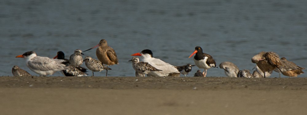 Mixed flock