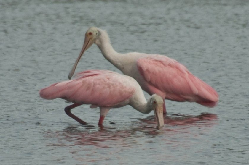 Roseate Spoonbill - Ed Konrad