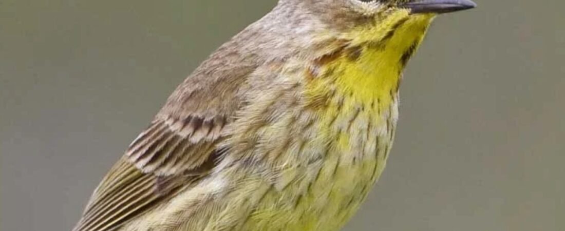 SIB “Bird of the Week” – Palm Warbler