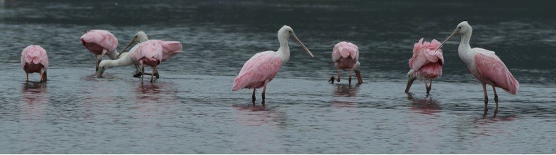 A Roseate Spoonbills 2 - Robert Mercer