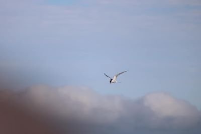 Artic Tern - Jackie Brooks