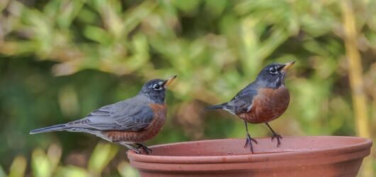 Great Backyard Bird Count 2026