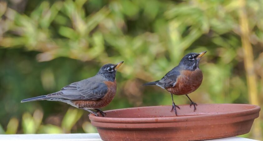 Great Backyard Bird Count 2026