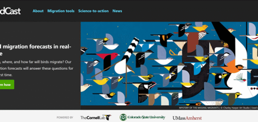 SIB Reports: Fall Migration 
and Bird Cast