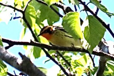 Join SIB: Beyond Our Backyard at Edisto Nature Trail