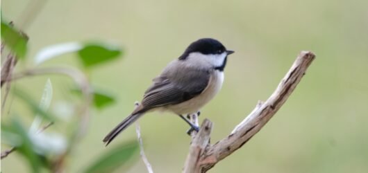 Backyard Birding at Privateer Creek