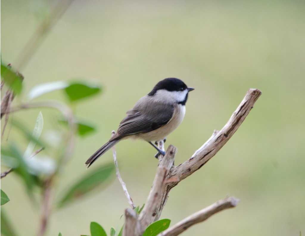 Backyard Birding at Privateer Creek