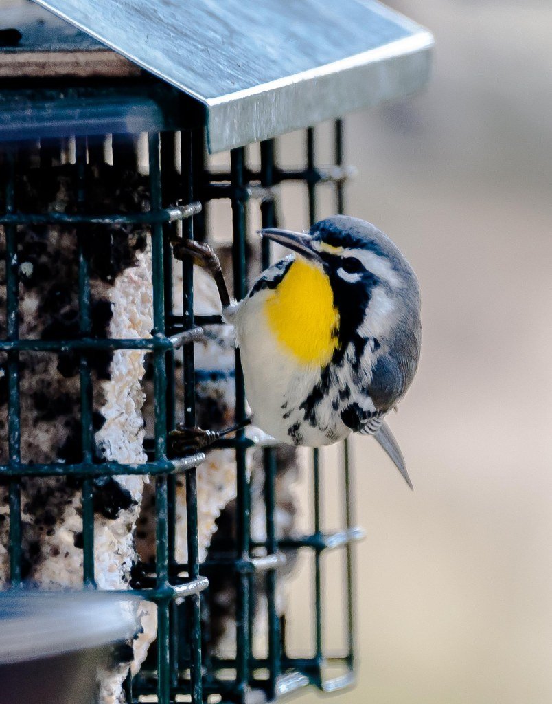 SIB’s “Bird of the Week” – Yellow-throated Warbler
