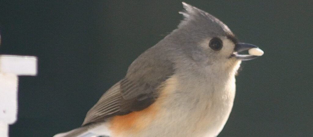 SIB “Bird of the Week” – Tufted Titmouses (OR Titmice?)