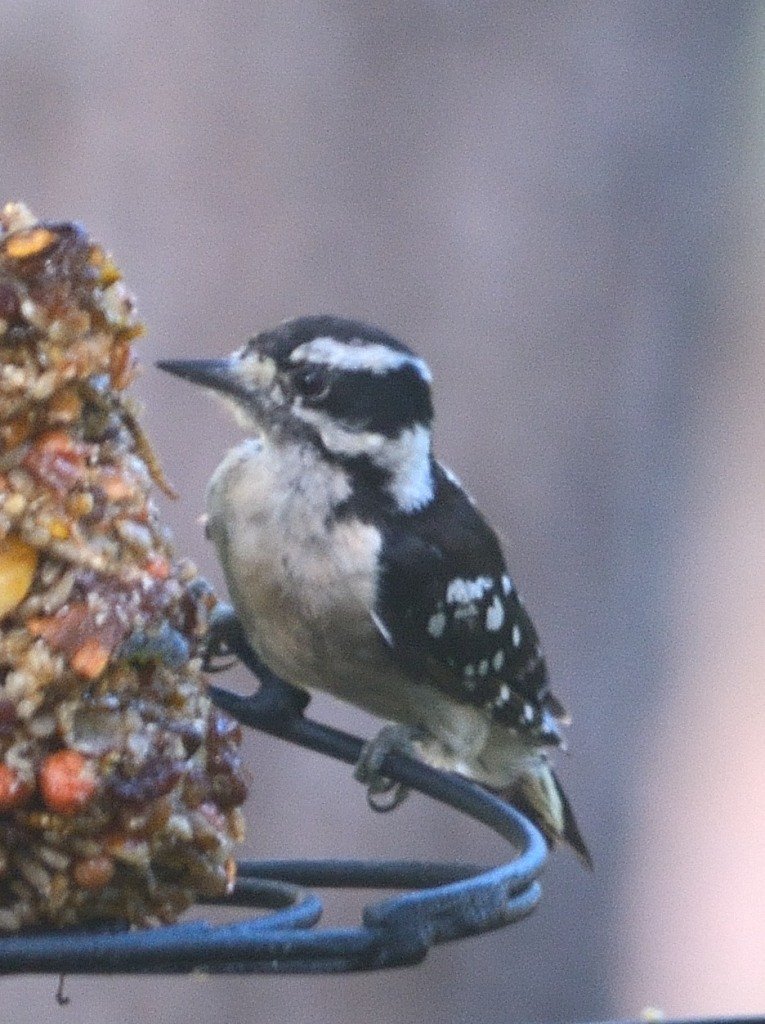 SIB “Bird of the Week” – Downy Woodpecker
