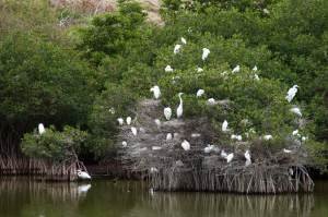 Colonial Nesters on and near Seabrook Island