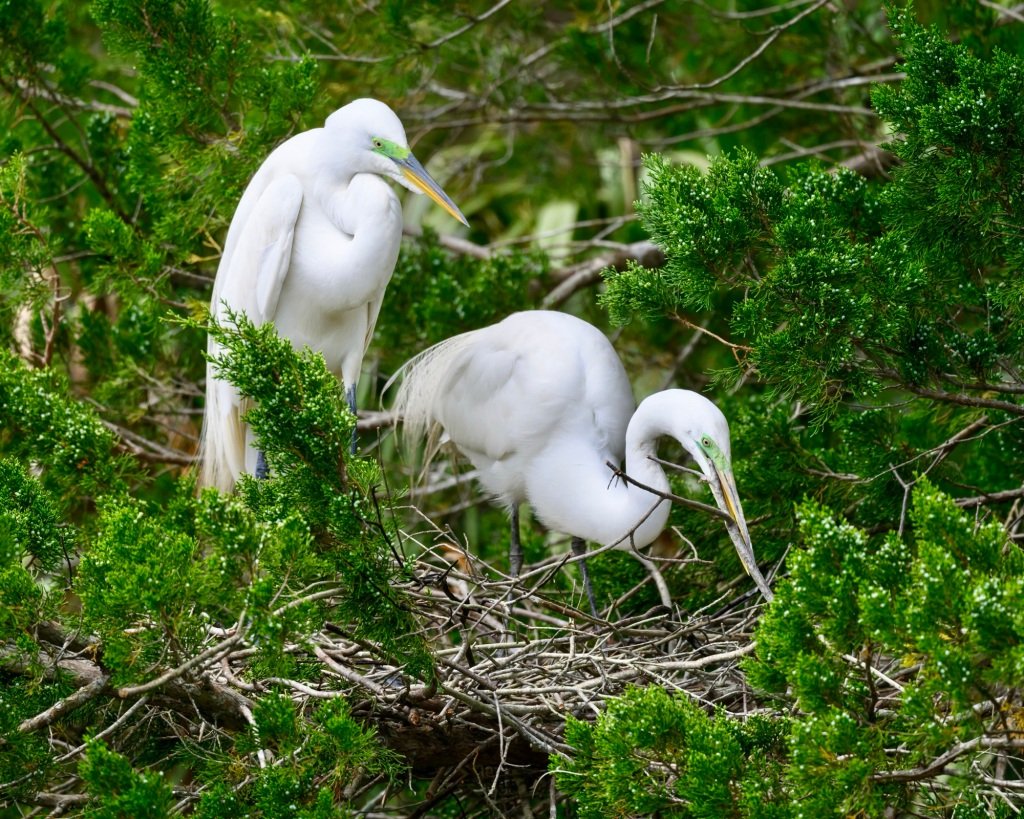 Nesting Birds of Seabrook Island – Part II: Non-cavity Nesters