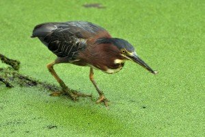 Green Heron on the hunt - Ed Konrad