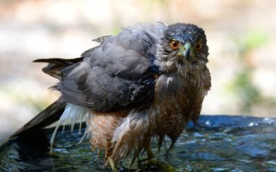 Did you Know: How Birds Deal with Summer Heat