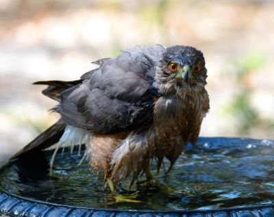 Did you Know: How Birds Deal with Summer Heat