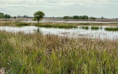 Join SIB: Beyond Our Backyard at Hollings ACE Basin