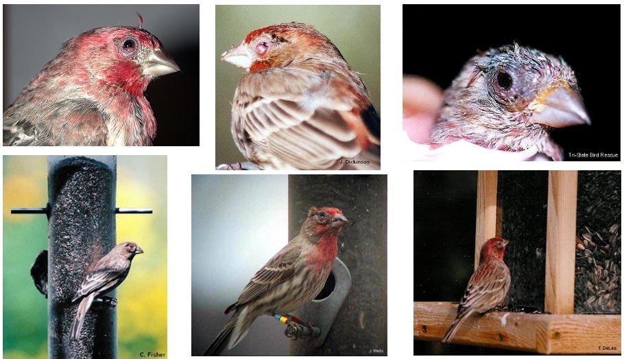 House Finch Eye Disease 1