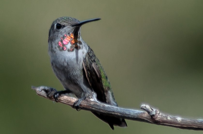 Ruby-throated Hummingbird - C Moore