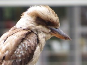 IMG_0949.JPG