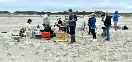 Red Knot Update!