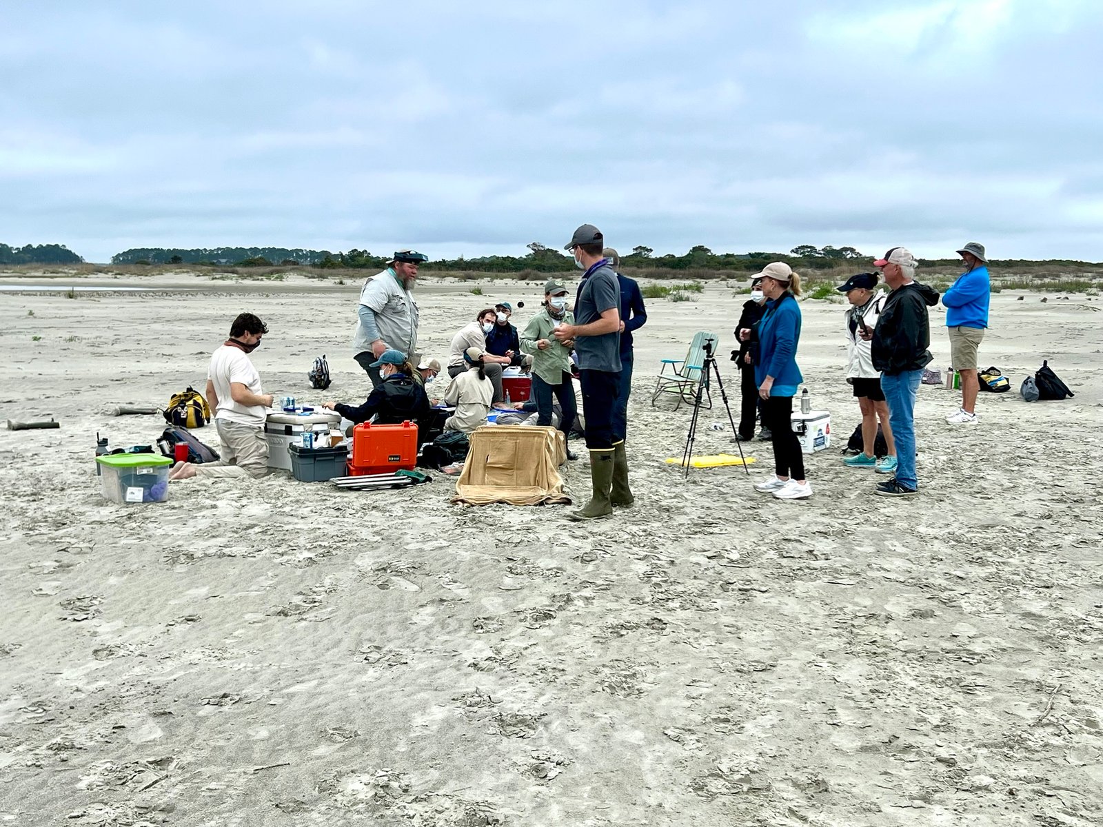 Help Track the Red Knots!