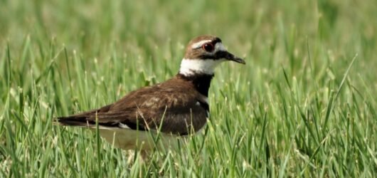 SIB “Bird of the Week” – Killdeer
