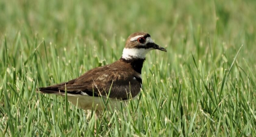 SIB “Bird of the Week” – Killdeer