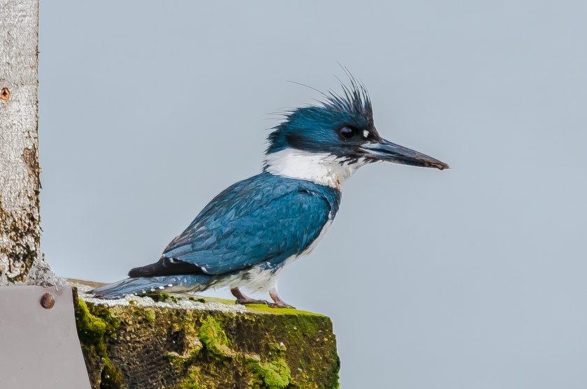 Belted Kingfisher - C Moore