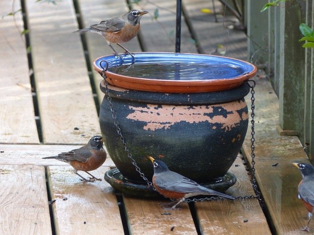 American Robins - Ellen Coughlin