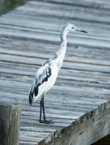 Molting Little Blue Heron - Bob Hider