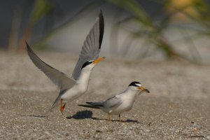 Courtship of Least Terns - Ed Konrad