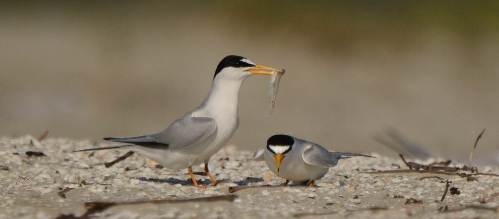 SIB “Bird of the Week” – Least Tern