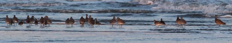 SIB Reports:  Shorebird Identification