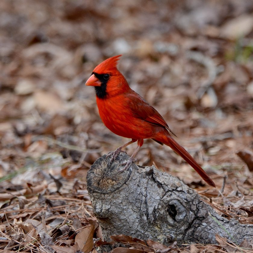 Northern Cardinal - Ed Konrad