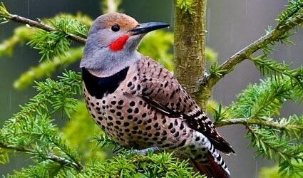 SIB “Bird of the Week” – Northern Flicker