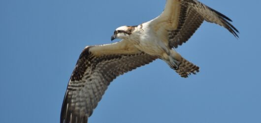 SIB Bird of the Week … Osprey