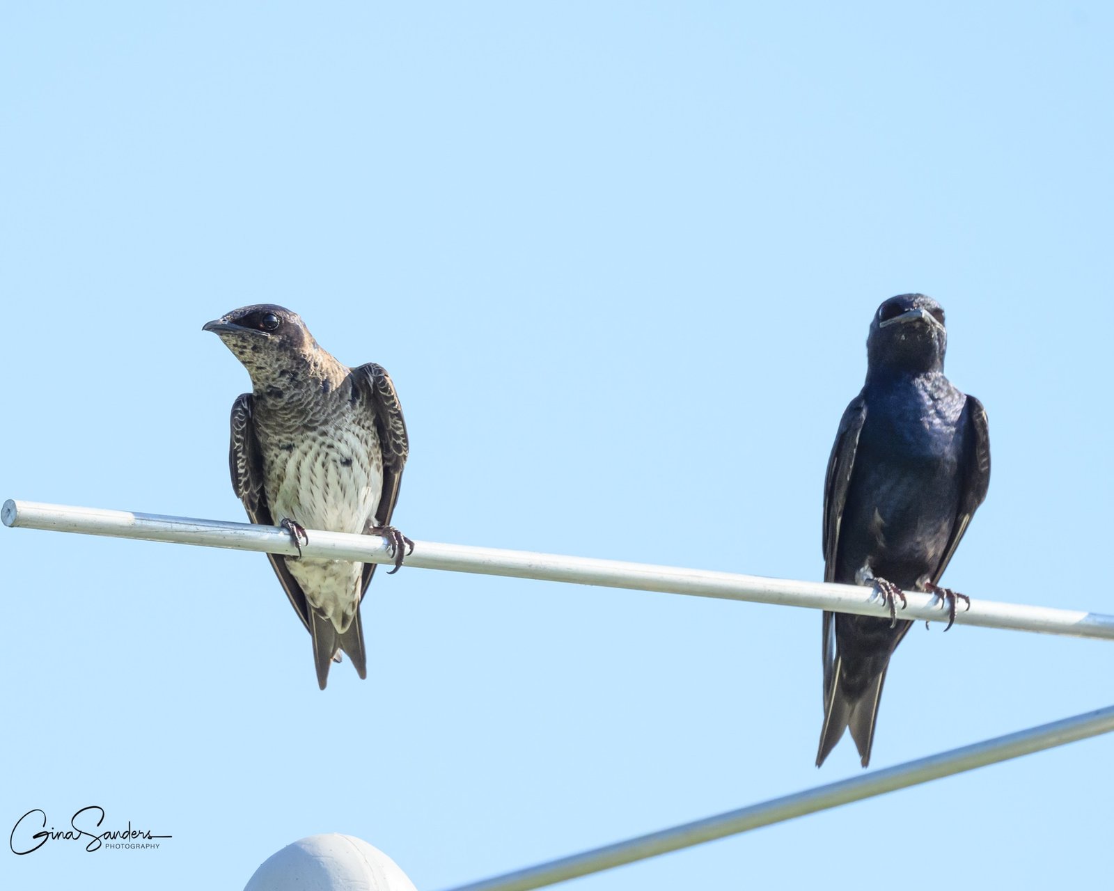 First Purple Martin Fledgling!