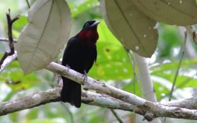 SIB “Bird of the Week” – Crows: American vs Fish